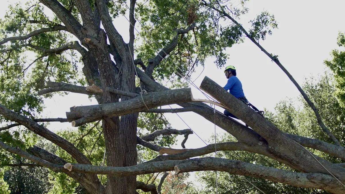 Professional Hazardous Tree Removal performed by certified arborists in Hubbardston