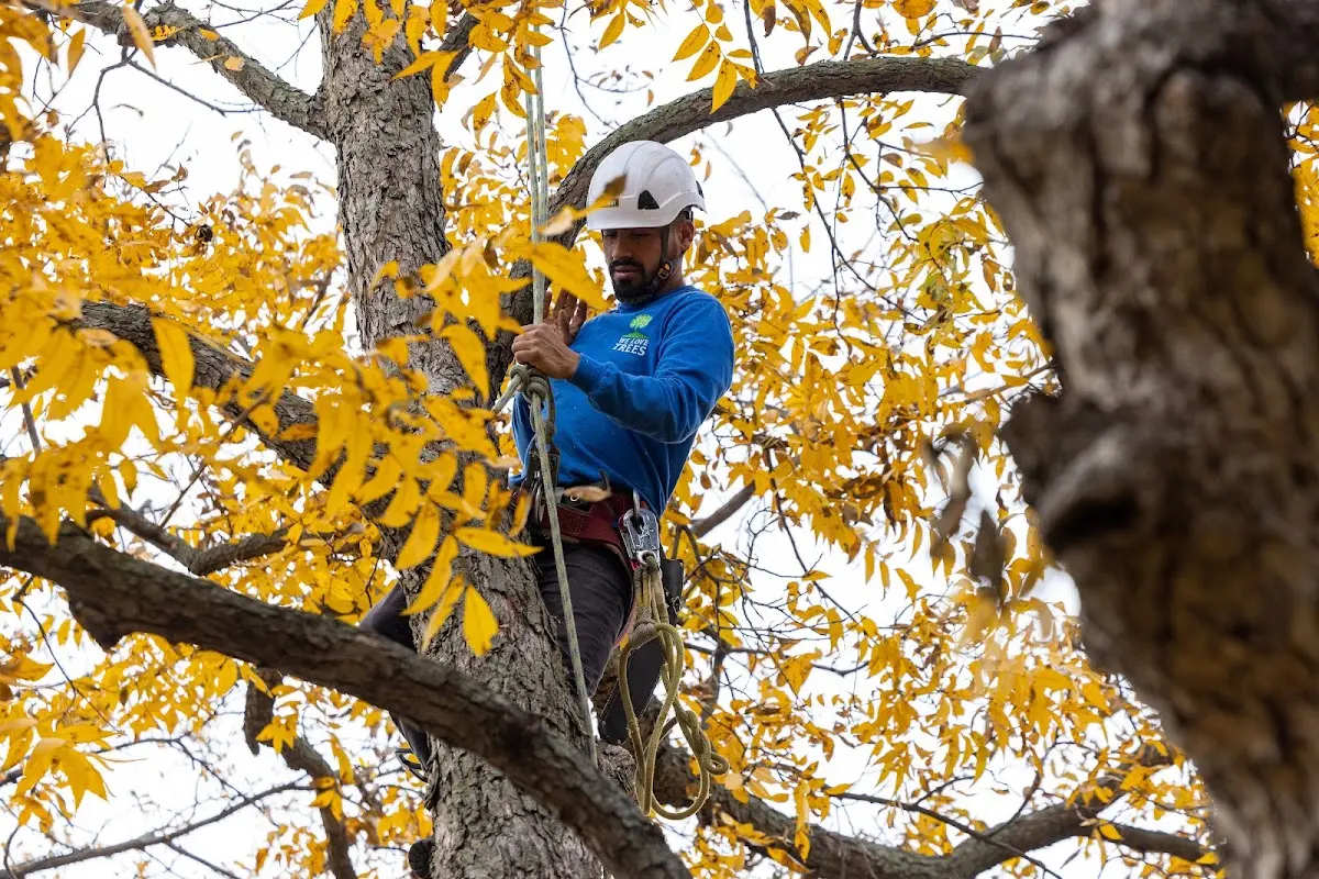 Skilled Tree Trimming crew working in Hubbardston